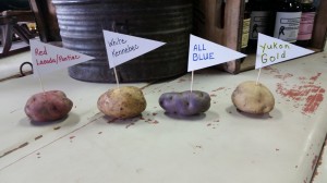 seed potatoes... 							
							</div>
							
							
												<a href=