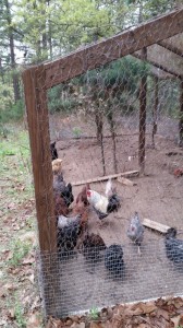 poultry netting