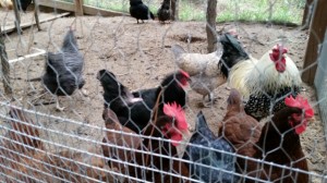 poultry netting