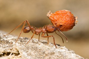 texas leaf cutter ants