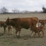 spring calving season