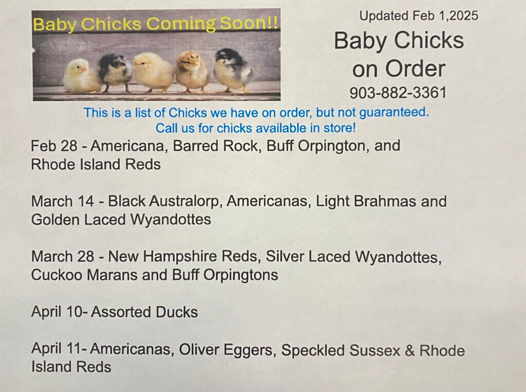 chick season chicks farm fresh eggs chickens poultry chicken